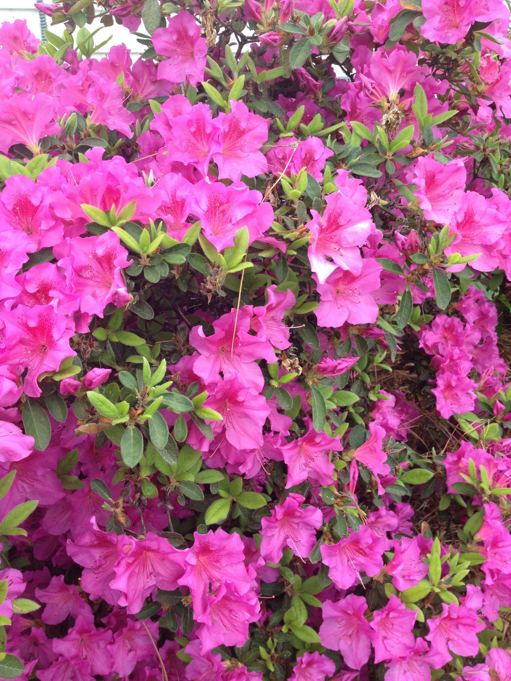 Azalea Autumn Royalty Encore - View 6 from www redcrocus com