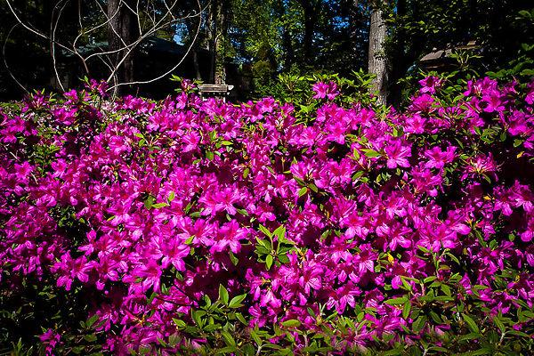 Azalea Autumn Royalty Encore - View 7 from www redcrocus com
