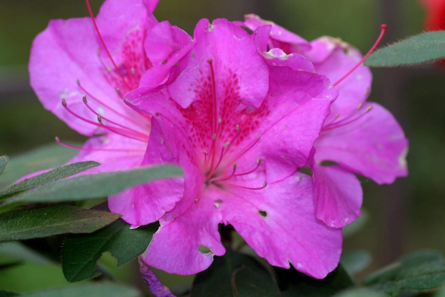 Azalea Autumn Royalty Encore - View 8 from www redcrocus com