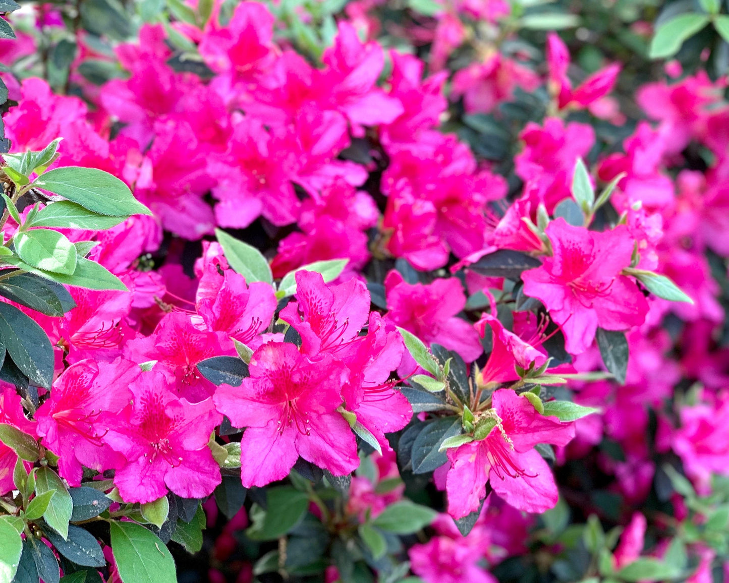 Azalea Autumn Royalty Encore - View 9 from www redcrocus com