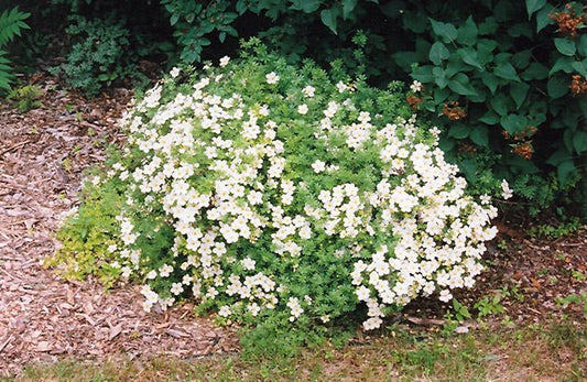 Potentilla Fruticosa Mckay S White - View 1 from www redcrocus com