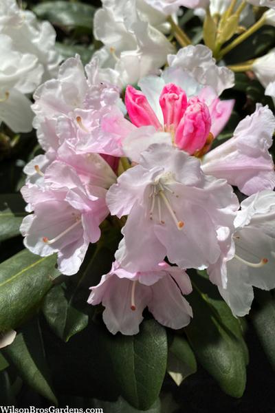 Rhododendron Yakushimanum Yaku Prince - View 20 from www redcrocus com