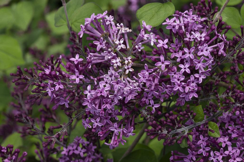 Syringa Bloomerang Dark Purple - View 17 from www redcrocus com