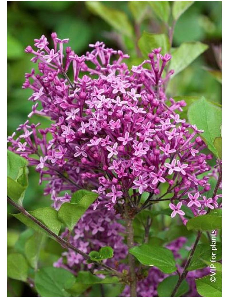Syringa Bloomerang Dark Purple - View 18 from www redcrocus com