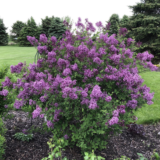 Syringa Bloomerang Dark Purple - View 1 from www redcrocus com