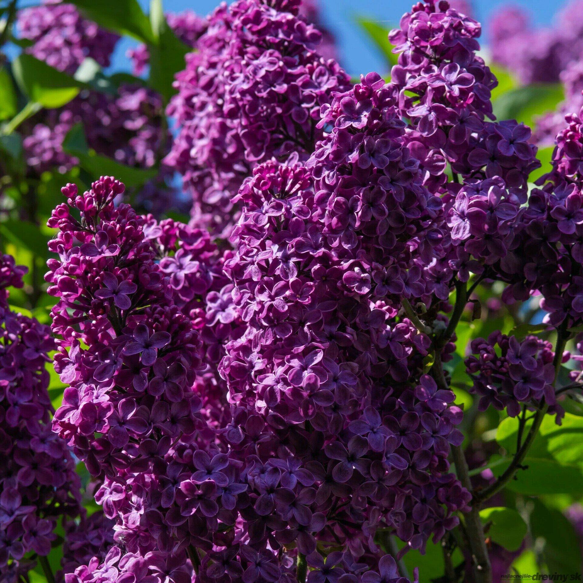 Syringa Bloomerang Dark Purple - View 9 from www redcrocus com