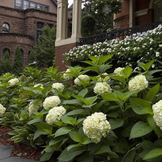 Hydrangea Macrophylla Blushing Bride - View 10 from www redcrocus com