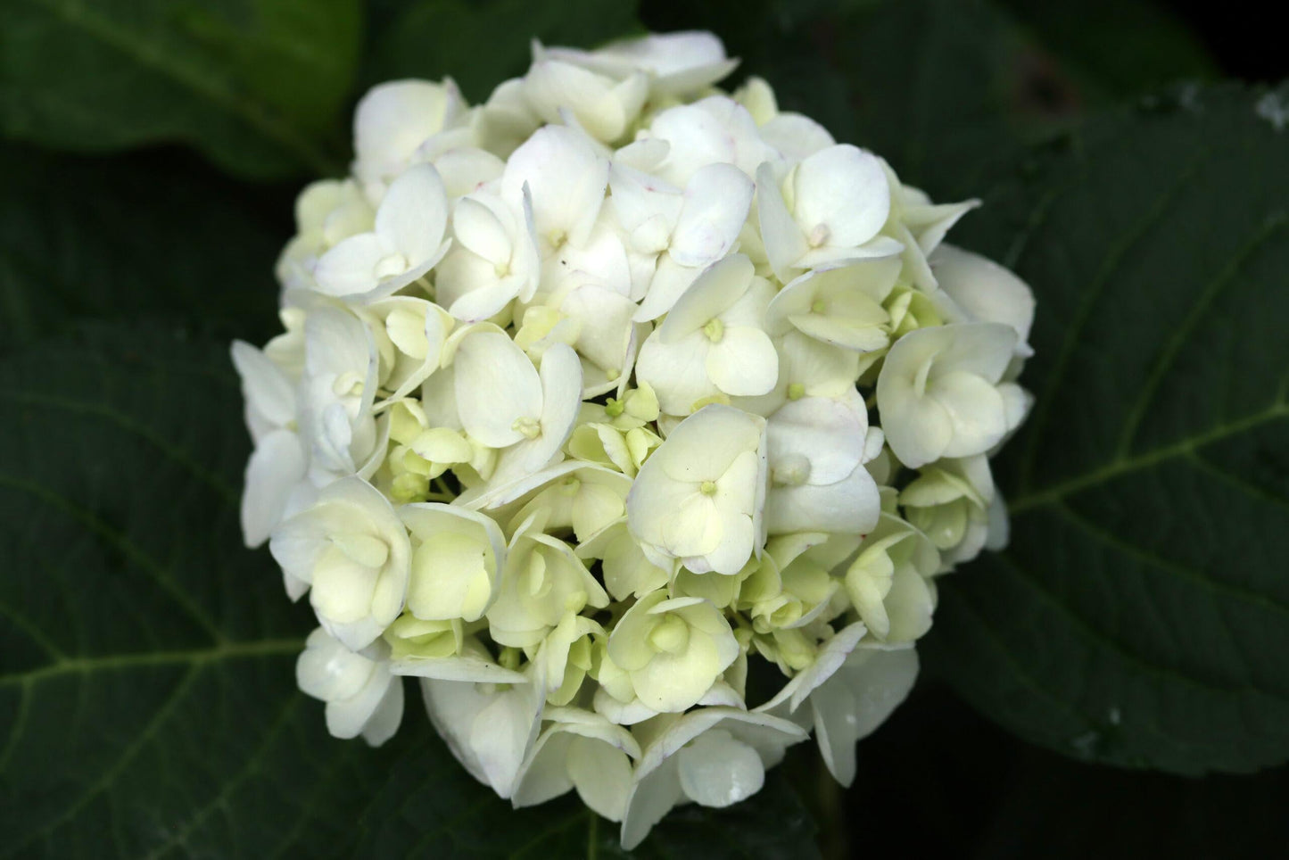 Hydrangea Macrophylla Blushing Bride - View 11 from www redcrocus com