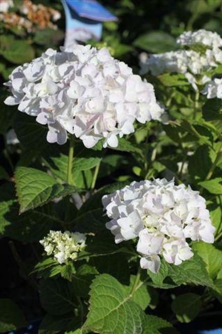 Hydrangea Macrophylla Blushing Bride - View 12 from www redcrocus com