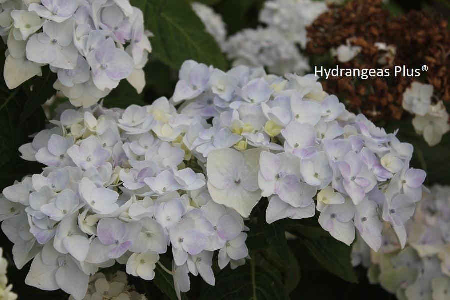 Hydrangea Macrophylla Blushing Bride - View 14 from www redcrocus com