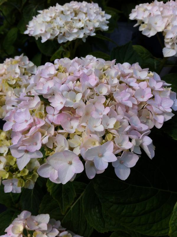 Hydrangea Macrophylla Blushing Bride - View 16 from www redcrocus com