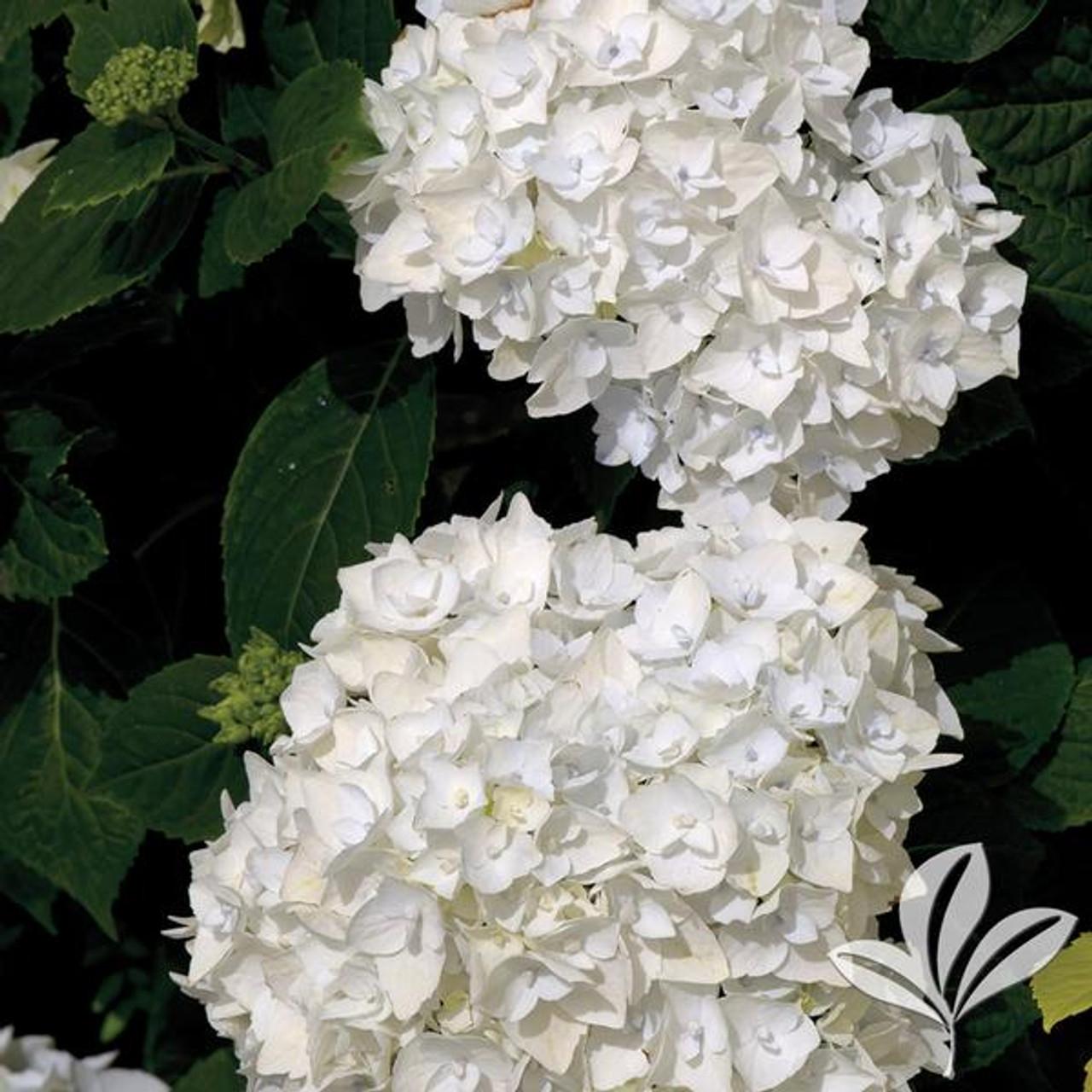 Hydrangea Macrophylla Blushing Bride - View 17 from www redcrocus com