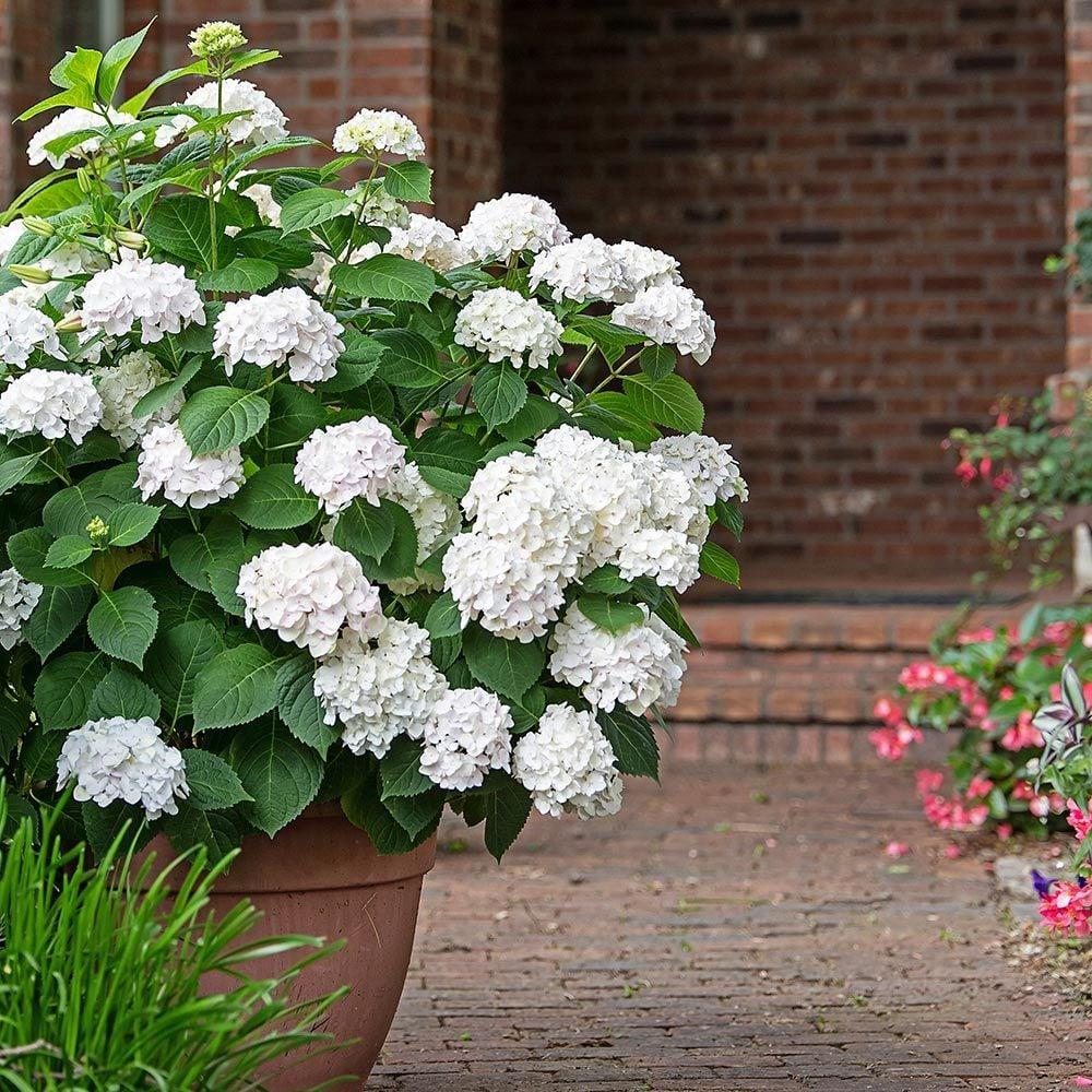 Hydrangea Macrophylla Blushing Bride - View 2 from www redcrocus com
