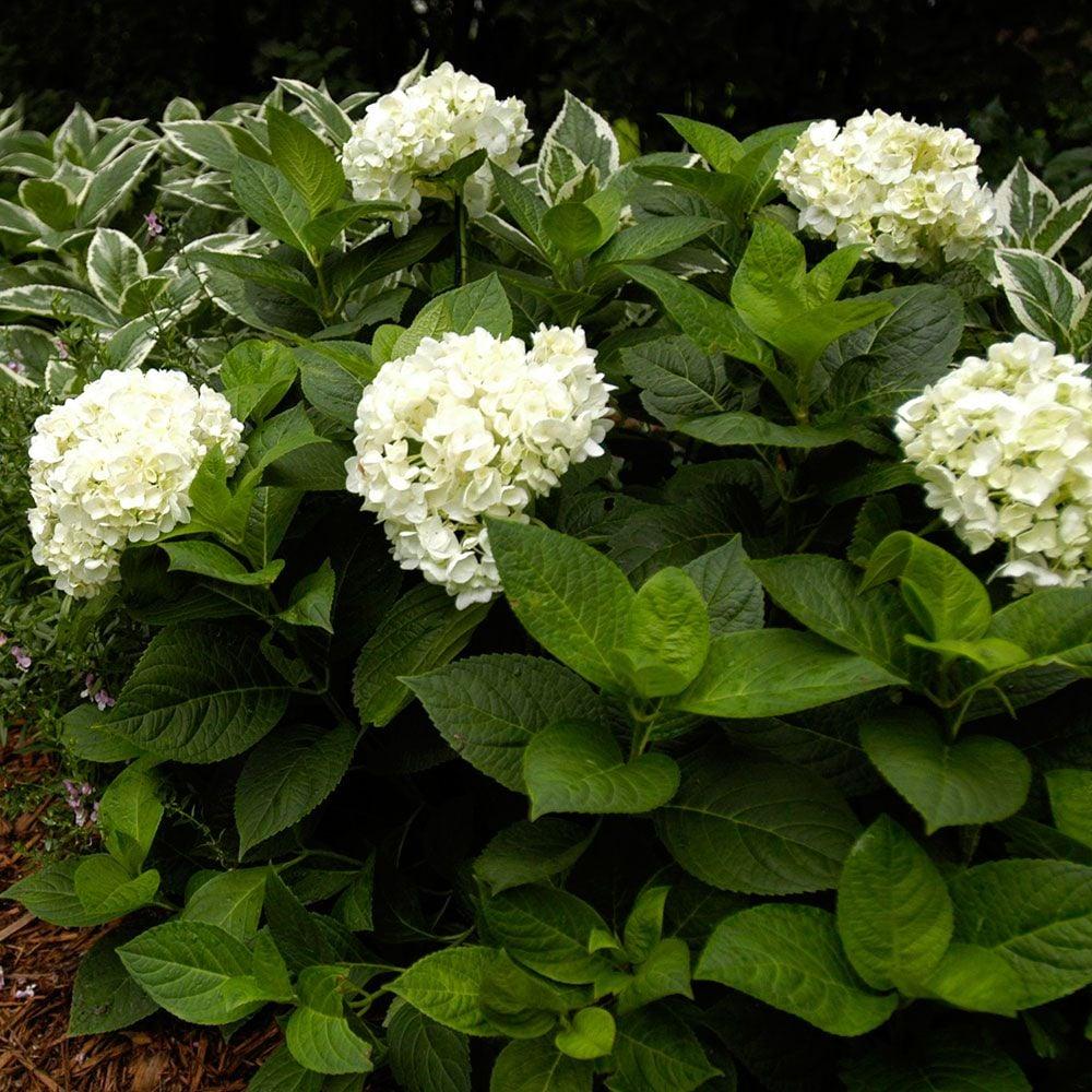 Hydrangea Macrophylla Blushing Bride - View 3 from www redcrocus com