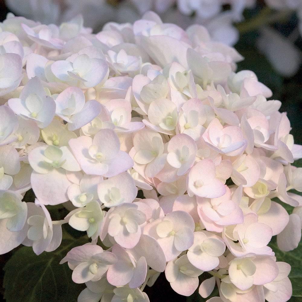 Hydrangea Macrophylla Blushing Bride - View 5 from www redcrocus com