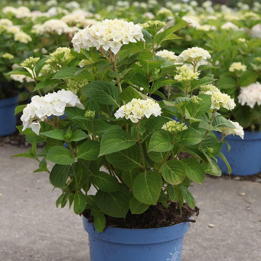 Hydrangea Macrophylla Blushing Bride - View 6 from www redcrocus com