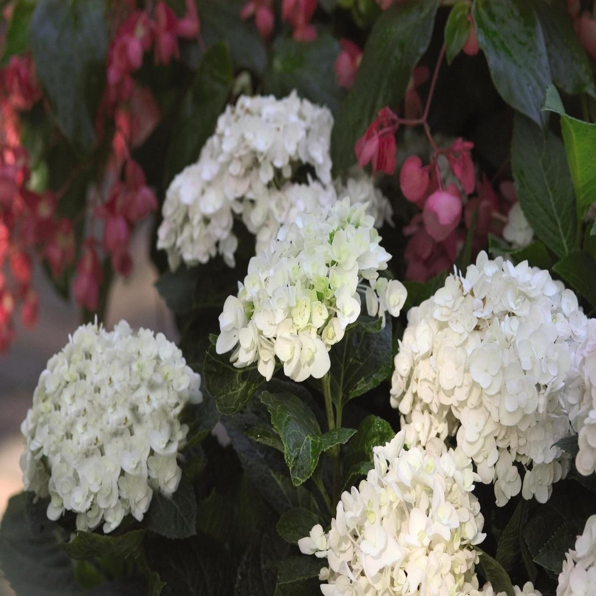 Hydrangea Macrophylla Blushing Bride - View 7 from www redcrocus com