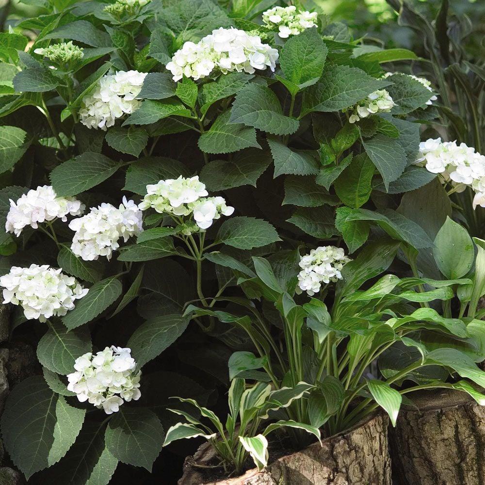 Hydrangea Macrophylla Blushing Bride - View 8 from www redcrocus com