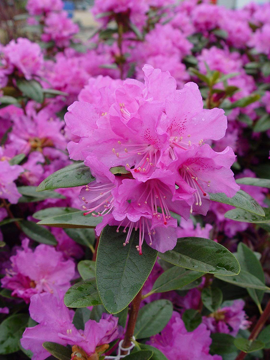 Rhododendron Pjm - View 14 from www redcrocus com