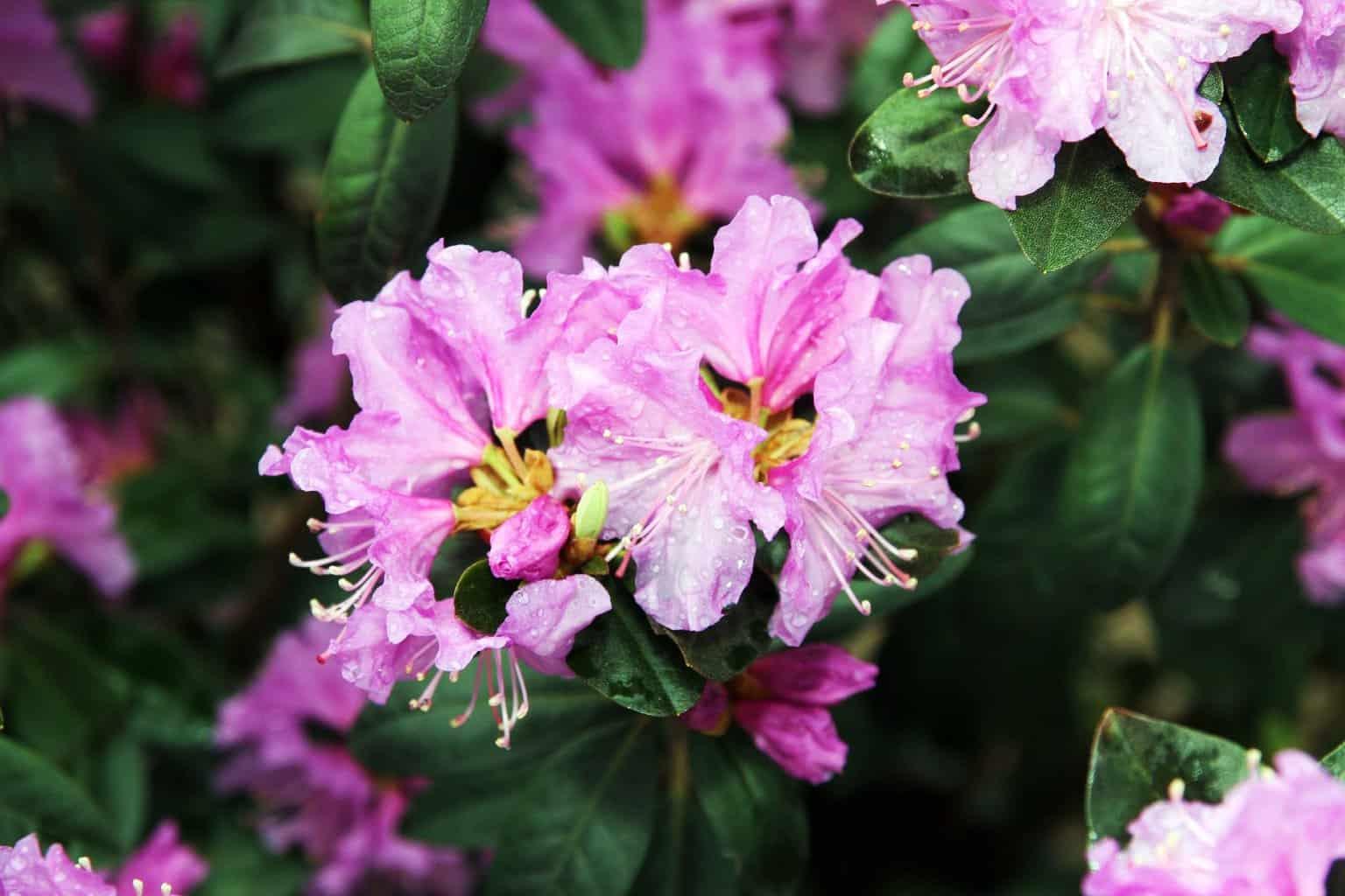 Rhododendron Pjm - View 17 from www redcrocus com