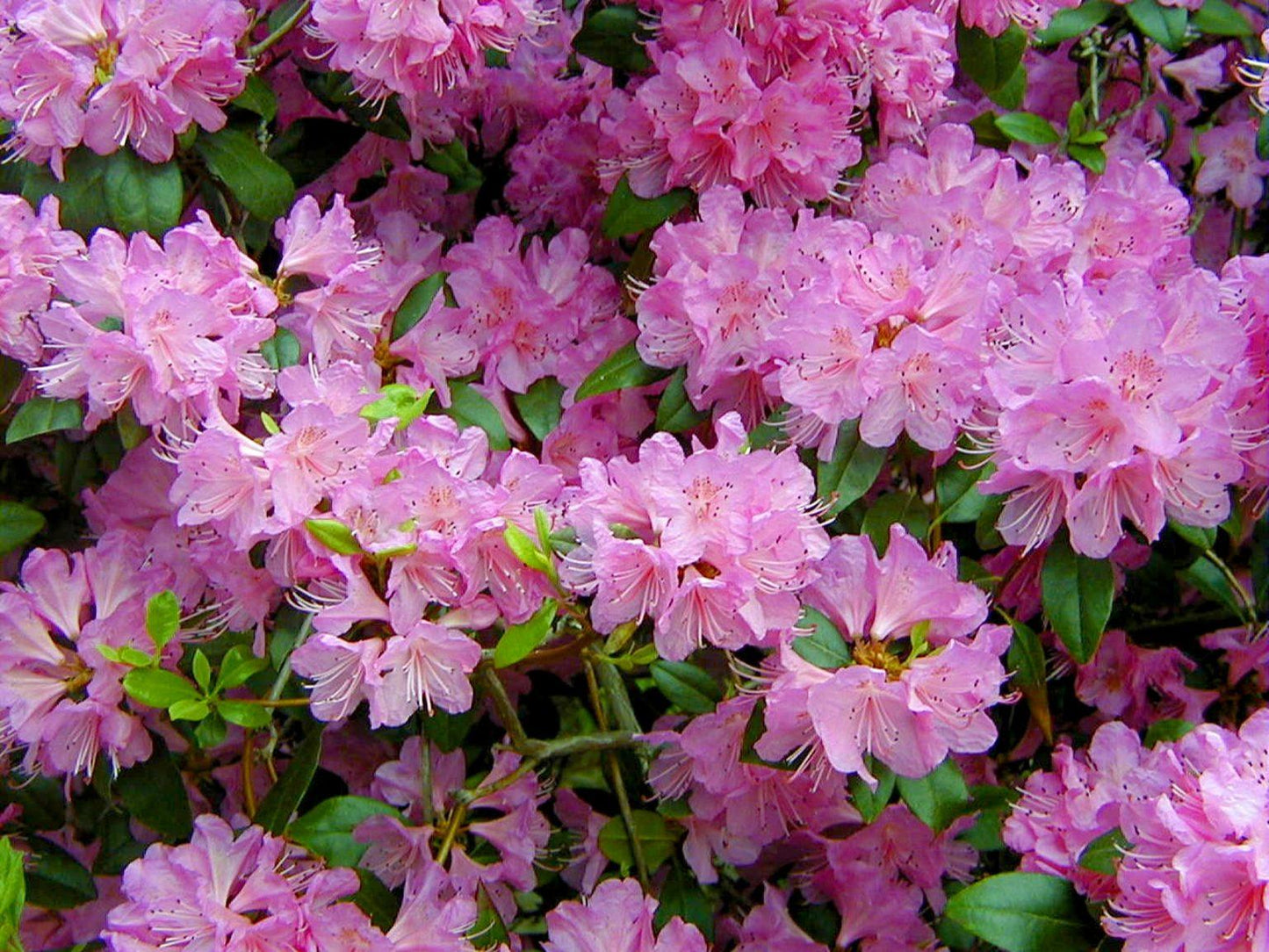 Rhododendron Pjm - View 5 from www redcrocus com