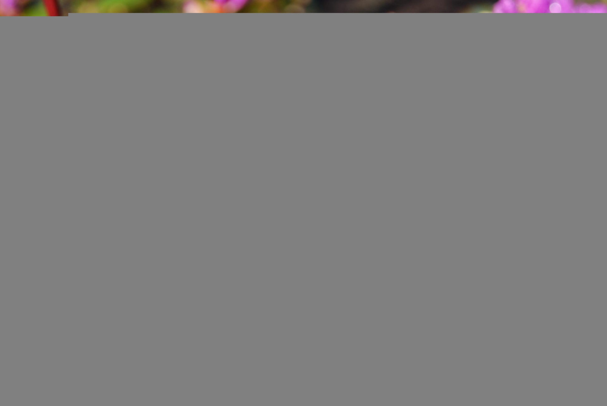 Rhododendron Pjm - View 9 from www redcrocus com