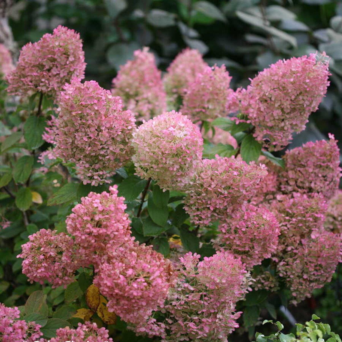 Hydrangea Paniculata Bobo - View 12 from www redcrocus com