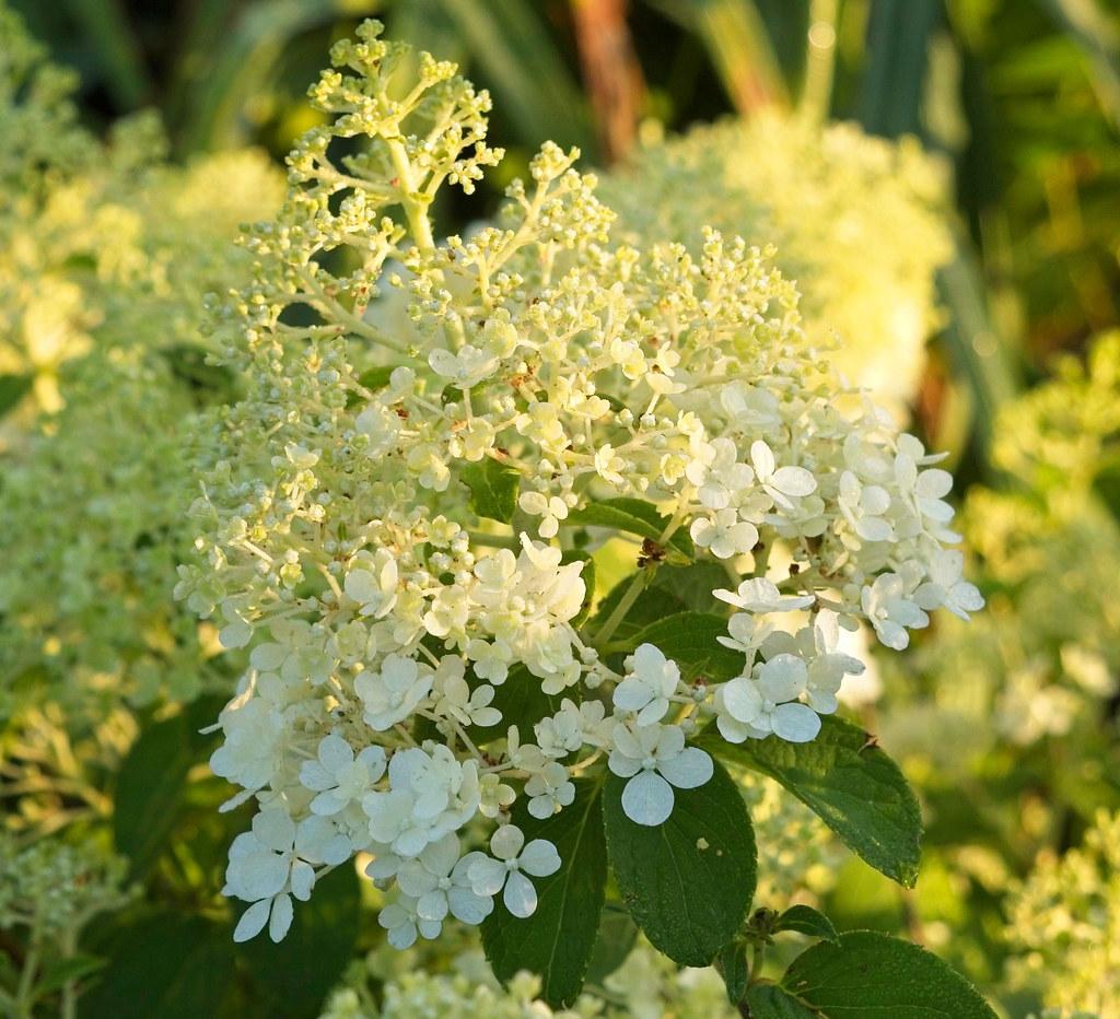 Hydrangea Paniculata Bobo - View 13 from www redcrocus com