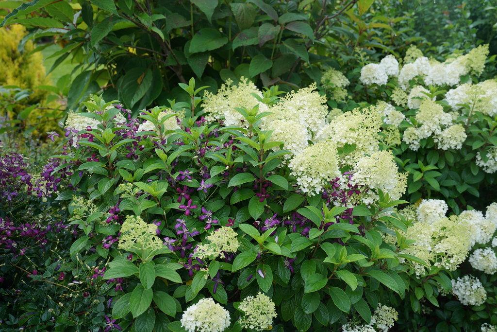 Hydrangea Paniculata Bobo - View 14 from www redcrocus com