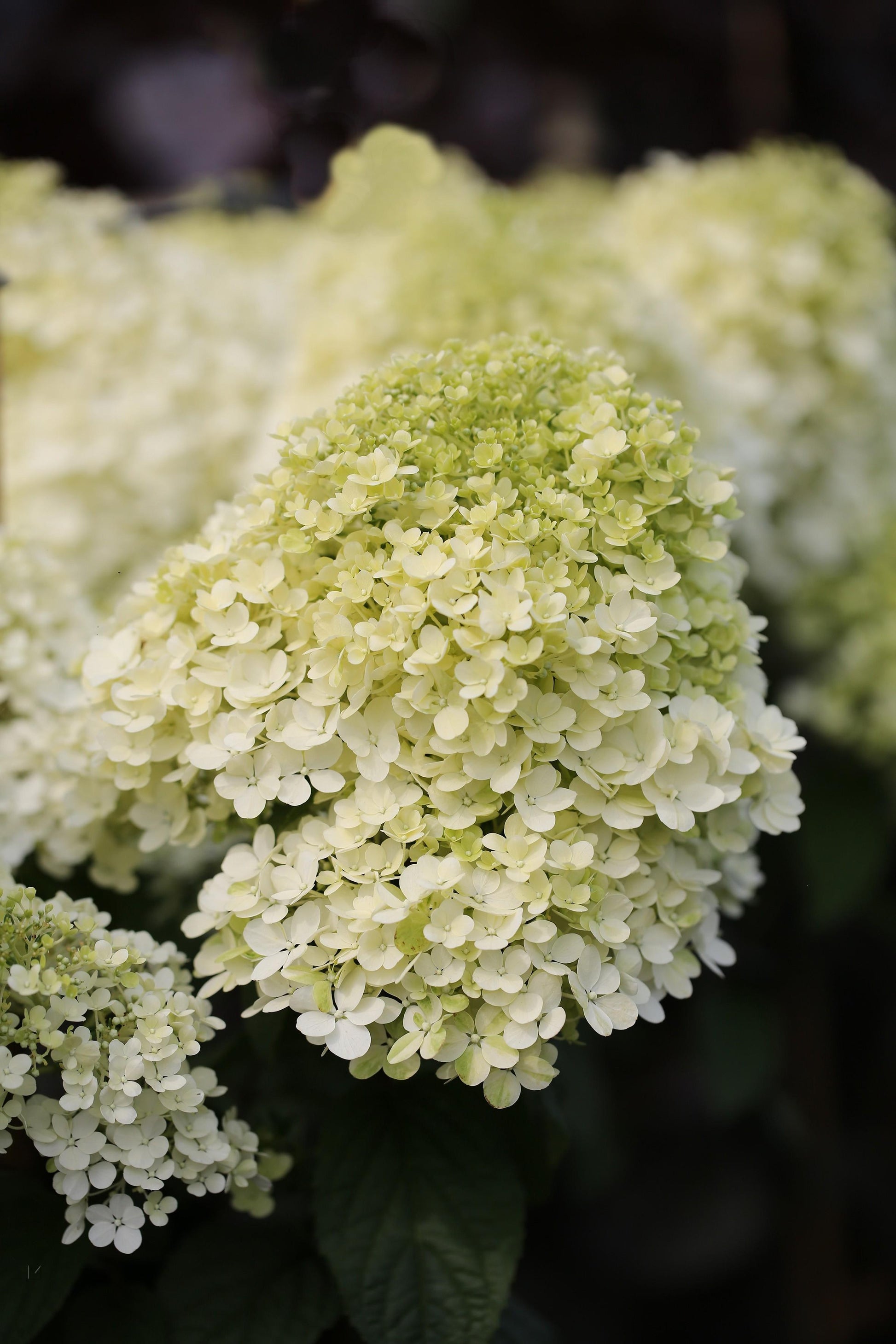 Hydrangea Paniculata Bobo - View 15 from www redcrocus com