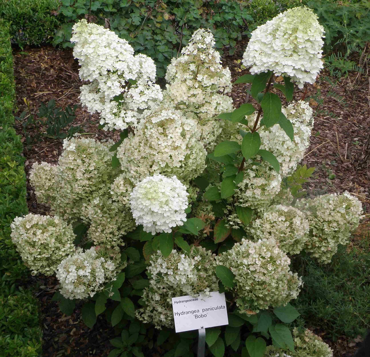 Hydrangea Paniculata Bobo - View 16 from www redcrocus com
