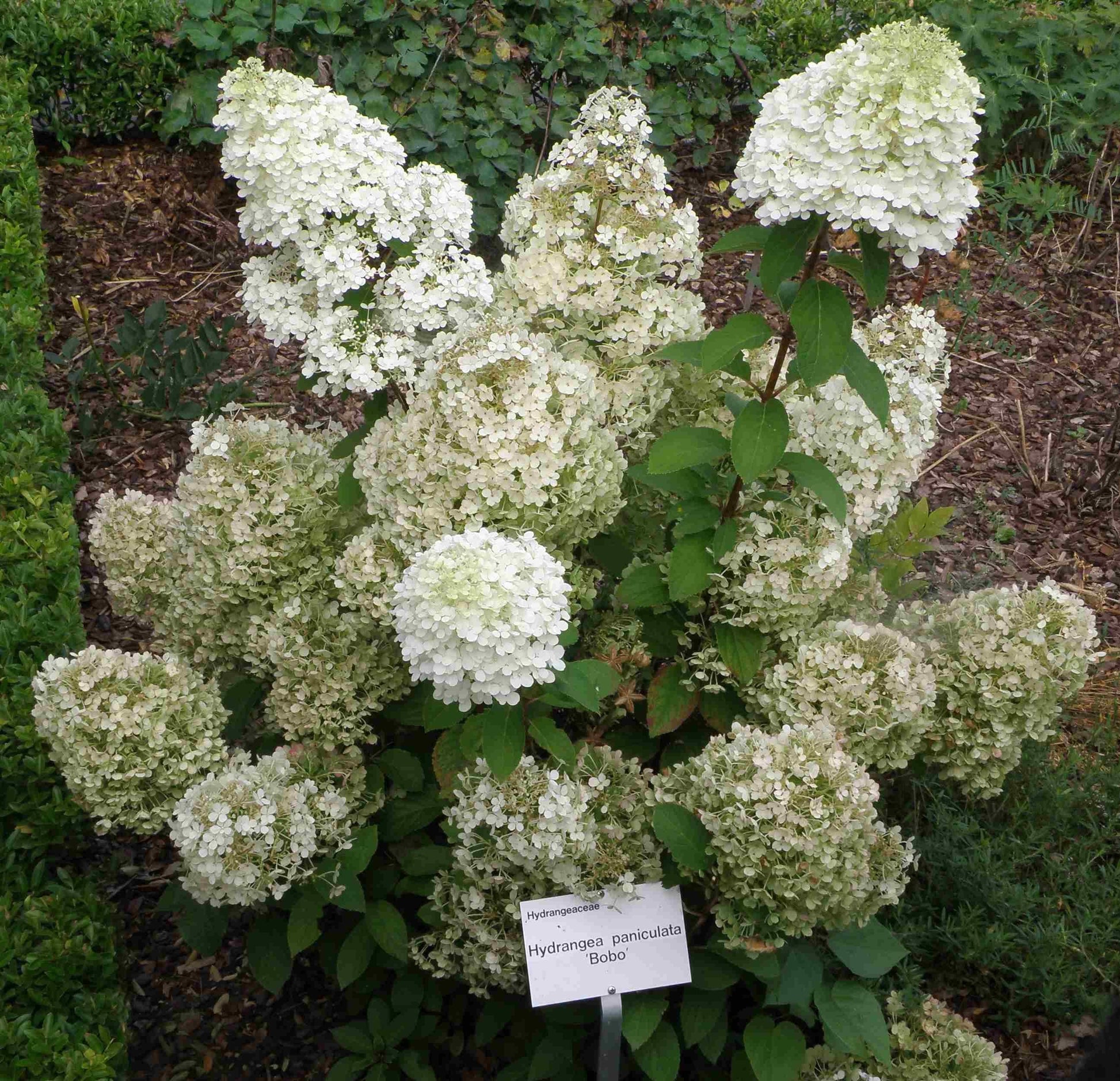 Hydrangea Paniculata Bobo - View 16 from www redcrocus com