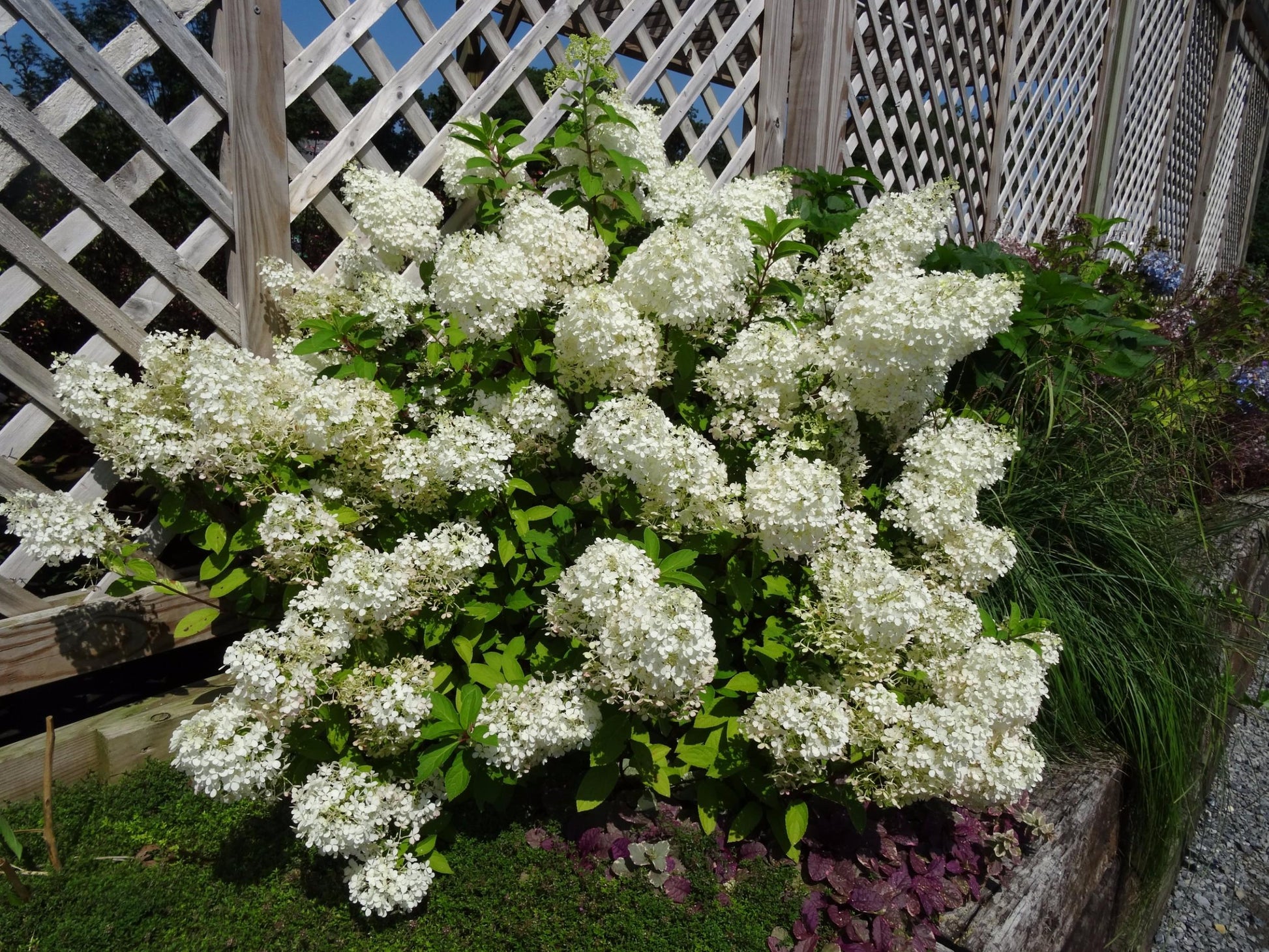 Hydrangea Paniculata Bobo - View 17 from www redcrocus com