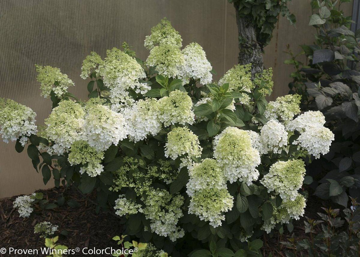 Hydrangea Paniculata Bobo - View 18 from www redcrocus com