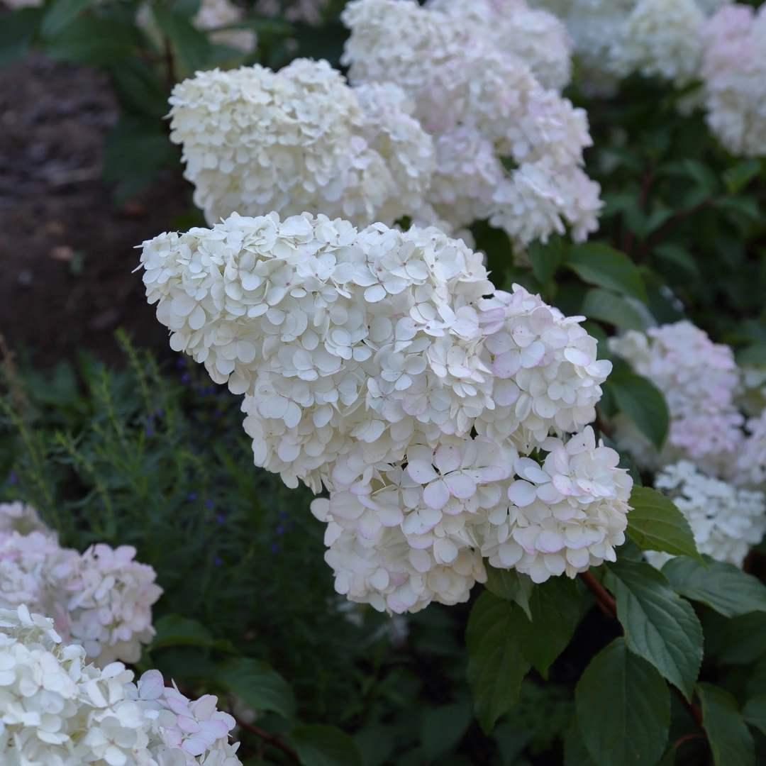 Hydrangea Paniculata Bobo - View 19 from www redcrocus com