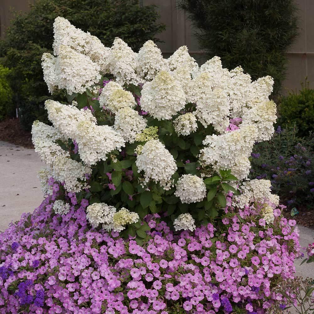Hydrangea Paniculata Bobo - View 20 from www redcrocus com