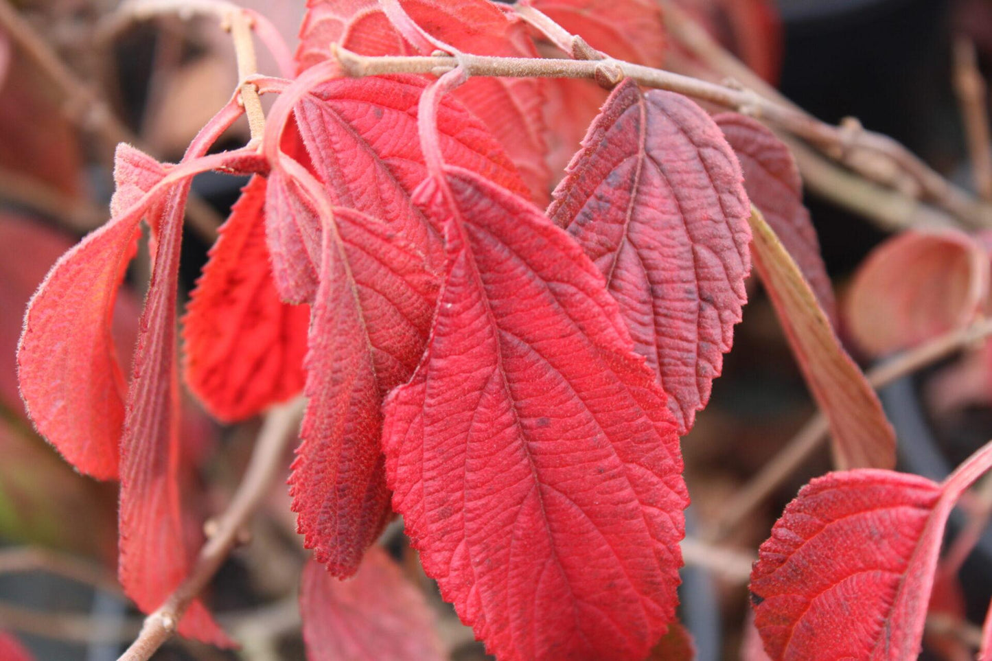 Viburnum Plicatum Var  Tomentosum 'mariesii' - View 11 from www redcrocus com