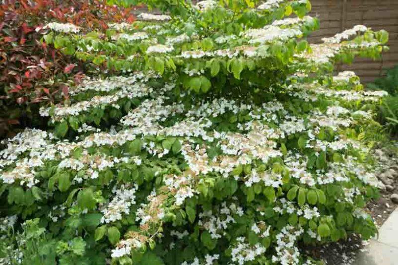 Viburnum Plicatum Var  Tomentosum 'mariesii' - View 16 from www redcrocus com