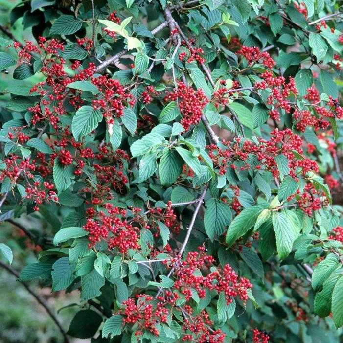 Viburnum Plicatum Var  Tomentosum 'mariesii' - View 20 from www redcrocus com