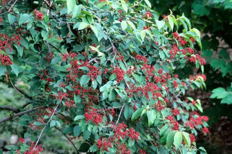Viburnum Plicatum Var  Tomentosum 'mariesii' - View 21 from www redcrocus com