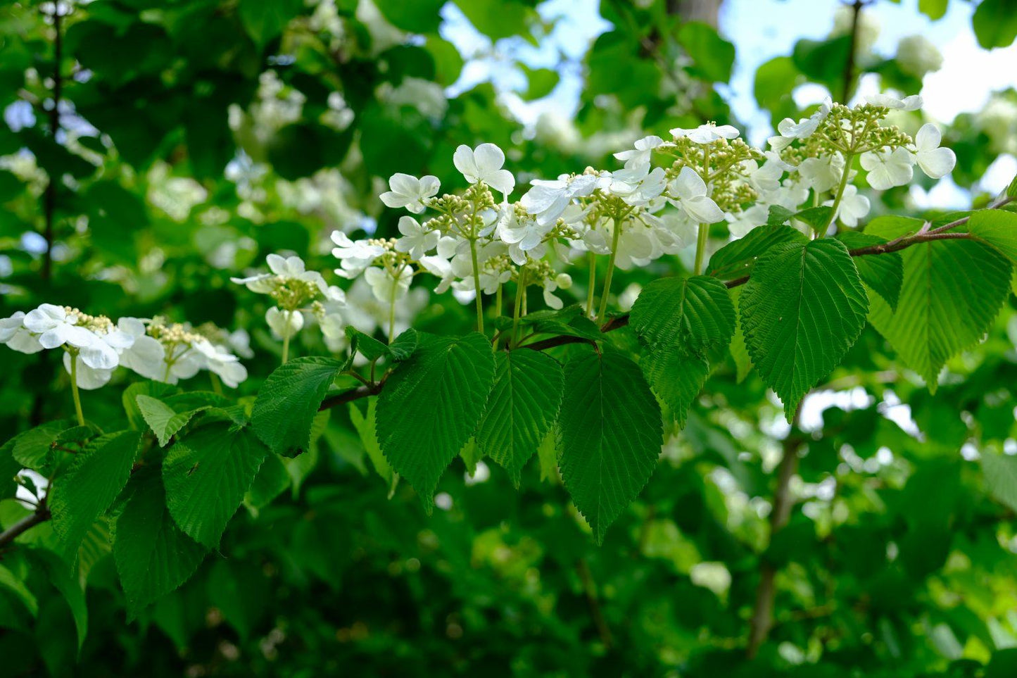 Viburnum Plicatum Var  Tomentosum 'mariesii' - View 22 from www redcrocus com