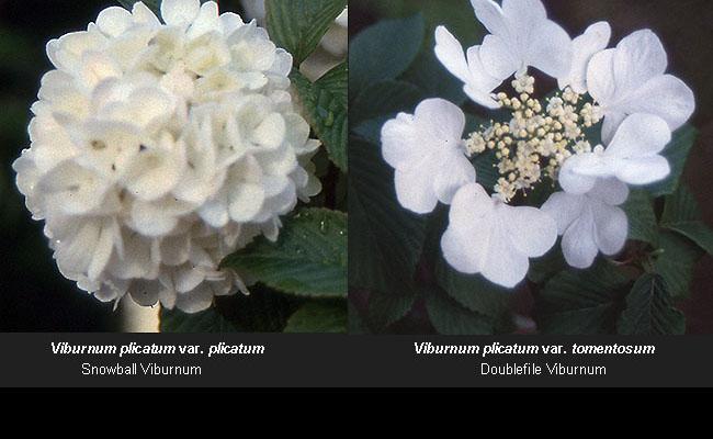 Viburnum Plicatum Var  Tomentosum 'mariesii' - View 24 from www redcrocus com