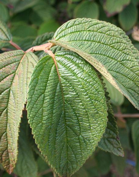 Viburnum Plicatum Var  Tomentosum 'mariesii' - View 25 from www redcrocus com