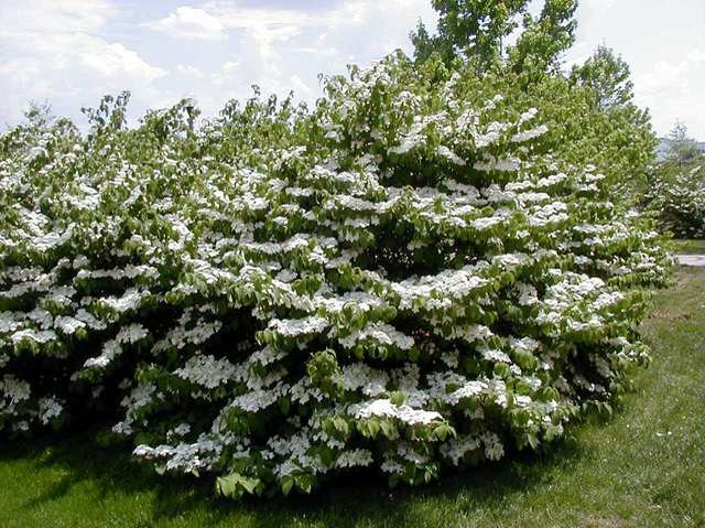 Viburnum Plicatum Var  Tomentosum 'mariesii' - View 26 from www redcrocus com