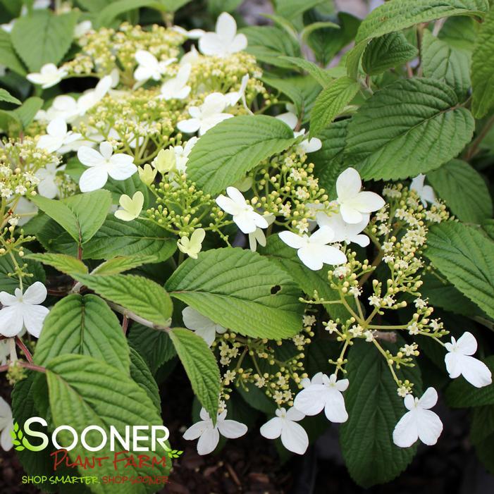 Viburnum Plicatum Var  Tomentosum 'mariesii' - View 30 from www redcrocus com
