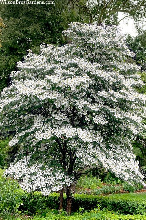 Viburnum Plicatum Var  Tomentosum 'mariesii' - View 31 from www redcrocus com