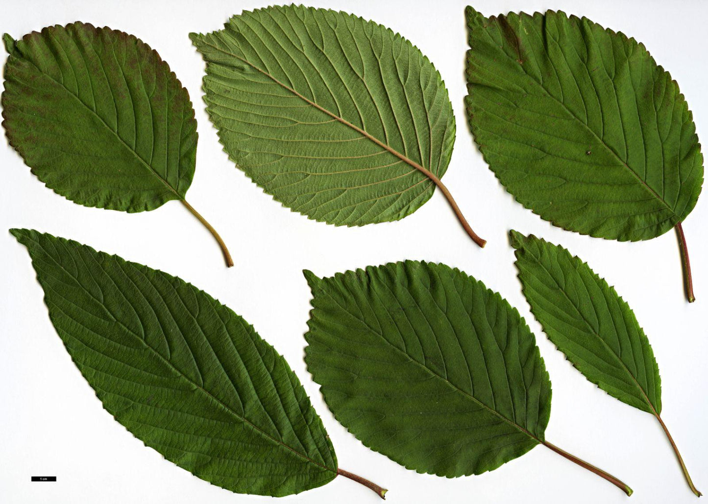 Viburnum Plicatum Var  Tomentosum 'mariesii' - View 32 from www redcrocus com