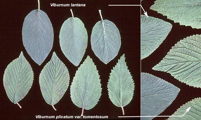 Viburnum Plicatum Var  Tomentosum 'mariesii' - View 34 from www redcrocus com