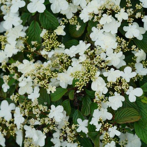 Viburnum Plicatum Var  Tomentosum 'mariesii' - View 35 from www redcrocus com