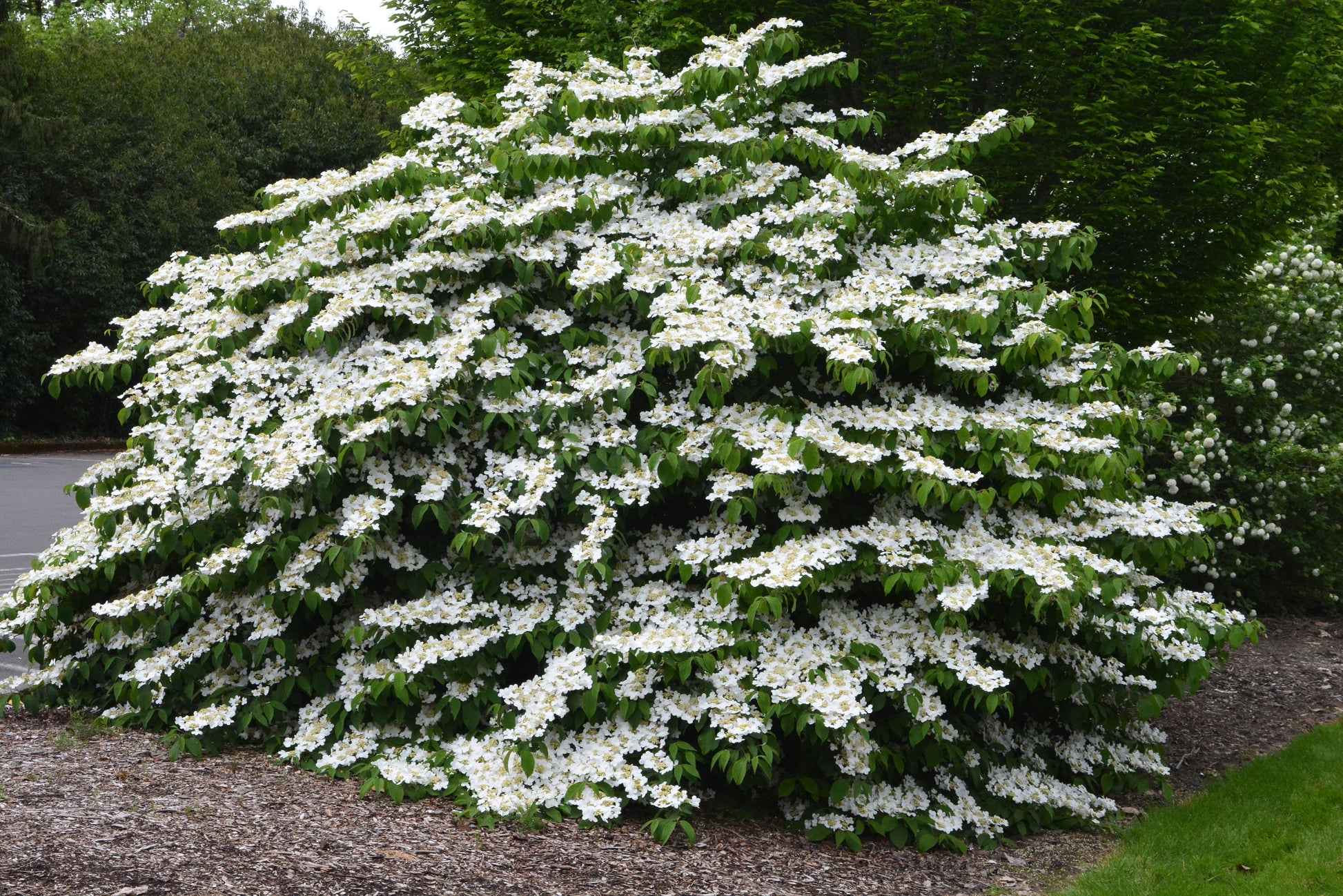 Viburnum Plicatum Var  Tomentosum 'mariesii' - View 4 from www redcrocus com